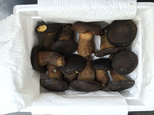 Detan salvaje <span class=keywords><strong>boletus</strong></span> setas frescas - Product Image 2