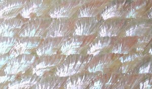 Mexicaanse <span class=keywords><strong>Paua</strong></span> Abalone <span class=keywords><strong>Shell</strong></span> Vellen Natuurlijke Parelmoer Papier - Product Image 5