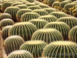 Plantas Suculentas artificiales/Gran Cactus Artificial/Planta de Cactus/<span class=keywords><strong>bonsai</strong></span> Cactus Artificial Al Por Mayor - Product Image 1