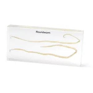 Gelsonlab HSBS-022 Acrylic roundworm Specimen embedded biological specimens