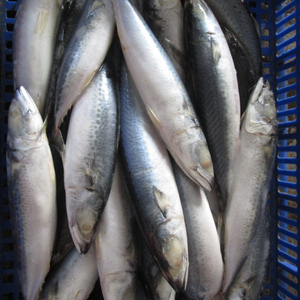 <span class=keywords><strong>HACCP</strong></span> & QS ปลาแมคเคอเรลแช่แข็ง - Product Image 2