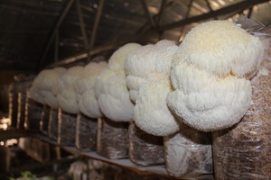 <span class=keywords><strong>Champignon</strong></span> <span class=keywords><strong>crinière</strong></span> de <span class=keywords><strong>lion</strong></span> séché Detan - Product Image 3