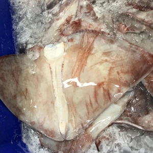 <span class=keywords><strong>ปีก</strong></span><span class=keywords><strong>ปลาหมึก</strong></span><span class=keywords><strong>ยักษ์</strong></span>แช่แข็งจากเปรู ราคาโรงงาน ผลิตในเปรู - Product Image 2
