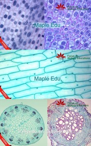 Individual diapositiva <span class=keywords><strong>mitosis</strong></span>-cebolla raíz punta L. S. Biología <span class=keywords><strong>mitosis</strong></span> preparado diapositivas para la enseñanza de la escuela - Product Image 5