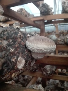 Detan Tươi <span class=keywords><strong>Shitake</strong></span> Nấm - Product Image 2