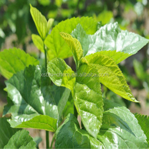 Экстракт листьев тутового дерева GMP, в вакуумной упаковке - Product Image 6