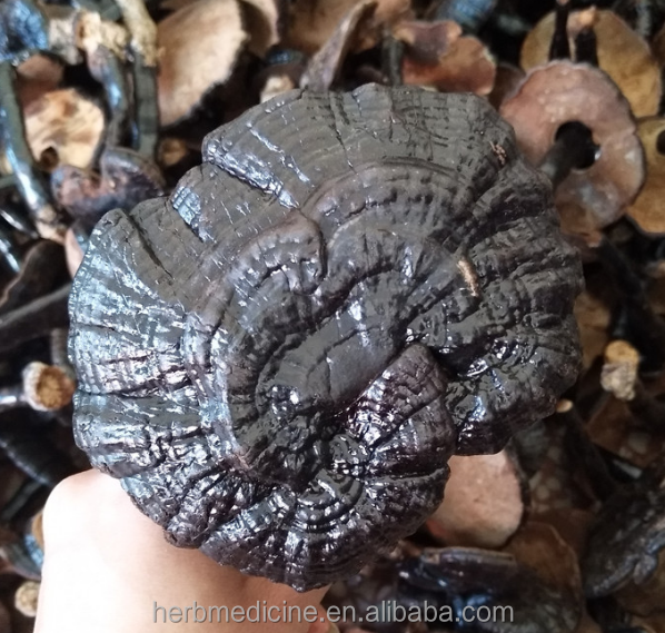 Натуральные грибы, полностью высушенные дикие черные Ганодерма