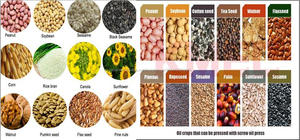 Semilla De Lino De Girasol De Cáñamo De Hierba De Argán De Sésamo De Almendra Prensa De Aceite En Frío De Tornillo - Product Image 3