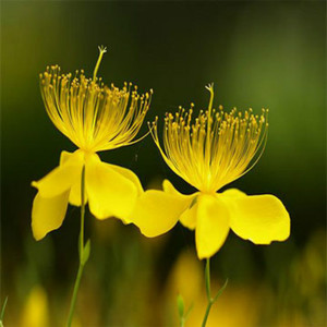 GMP Naturel Haute Qualité Hypericum Extrait Hypéricines - Product Image 3