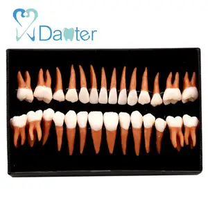 1:1 Permanent Teeth Resin Dental Care Teaching Teeth Particle Models Set