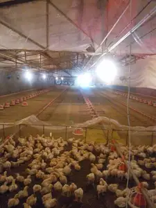 Aves de corral elevar casa de pollo automática ganadería equipment