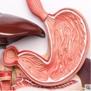 Gelsonlab HSBM-276 de alta calidad, sistema digestivo humano, modelo de la anatomía del sistema digestivo modelo - Product Image 3
