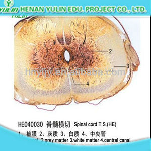 Mejor <span class=keywords><strong>Precio</strong></span> en Cordón Espinal T.S. Diapositivas de Histología Preparadas para Fines Educativos, Regalos de Biología para Adultos y Niños - Product Image 5