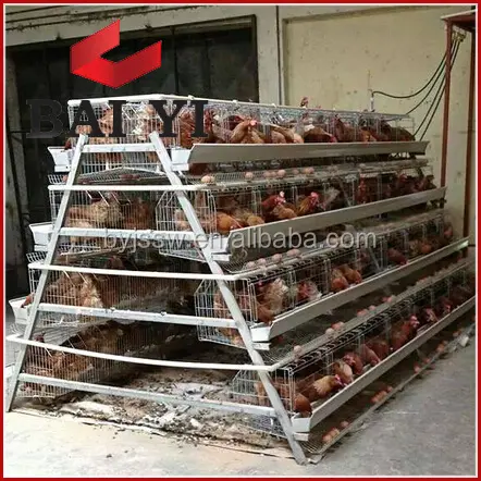 Volaille — prix pour cage de poulet, volaille/industrie, prix d'usine