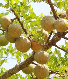 ชาเพื่อสุขภาพธรรมชาติ100% บริสุทธิ์ Aegle Marmelos แห้ง <span class=keywords><strong>Bael</strong></span> ผลไม้ชิ้นสำหรับขาย - Product Image 5