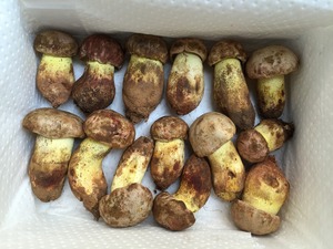 Detan <span class=keywords><strong>boletus</strong></span> frescos setas precios - Product Image 3
