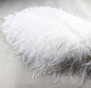 Pluma de avestruz de 55-60cm, Plume blanco de importación para boda, Carnaval, decoración, calidad prémium, venta al por mayor - Product Image 2