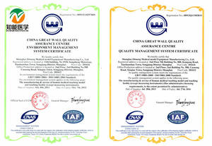 Modelo de torso masculino anatómico de cuerpo humano con órgano, modelo de torso - Product Image 4