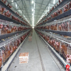 <span class=keywords><strong>Cage</strong></span> de poulet à couche/couche, cellule de volaille économique, design de ferme de volaille - Product Image 5