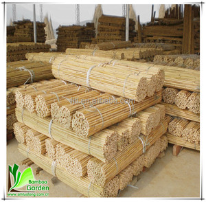 Varas y Cañas de Bambú Amarillo Natural Ecológicas con Diámetro y Longitud Personalizables para Soporte de Plantas - Product Image 5