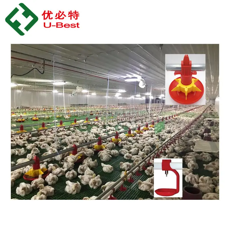 China Fabrik Liefert Moderne Hühnerfarm Namen und Automatische Ausrüstung für Broiler Geflügel
