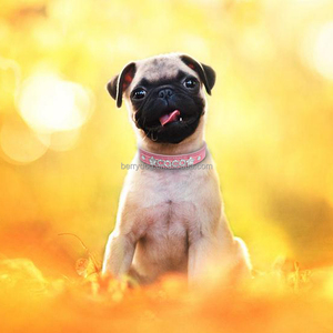 Beirui diseñador de moda de lujo PU encantos de letras personalizar <span class=keywords><strong>collar</strong></span> de perro mascota - Product Image 6