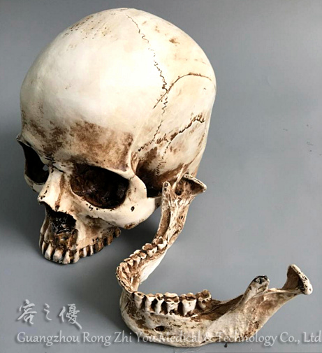 R020605等身大レプリカリアルな人間の頭蓋骨の骨モデル| Alibaba.com