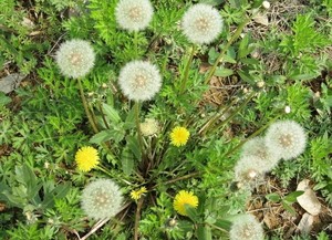 Longze cung cấp nguyên liệu bồ công anh chiết xuất bột 20:1 <span class=keywords><strong>taraxacum</strong></span> officinale wigg - Product Image 6