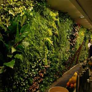 Cảm Thấy Trong Nhà Dọc Vườn Cây Thường Xanh Tường Xanh - Product Image 5