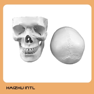 Mô Hình Sọ Giải Phẫu Y Tế Người - Product Image 5