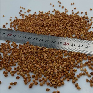 <span class=keywords><strong>Graines</strong></span> de <span class=keywords><strong>sarrasin</strong></span> grillées brutes en gros - Product Image 5