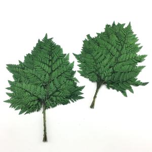 Véritable Polypodiopsida vert préservé feuilles de <span class=keywords><strong>fougère</strong></span> pour toujours plantes pour la décoration de la maison élégant Polypodiophyta Foliages - Product Image 4