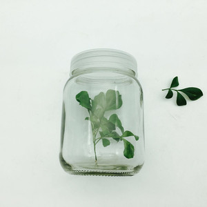 Lọ Thủy Tinh Đóng Gói Các Loại Thảo Mộc Và Gia Vị, Cây Trồng Container Chì Miễn Phí 45CL 450ML - Product Image 6