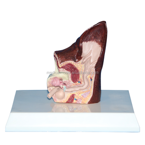 Bệnh Lý Chó Con Chó Tai Mô Hình Giải Phẫu - Product Image 2