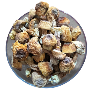 Detan seco <span class=keywords><strong>Agaricus</strong></span> blazei/Nombres de hongos <span class=keywords><strong>comestibles</strong></span> - Product Image 4