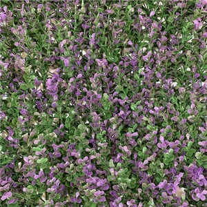 Suministros de jardín pared verde Artificial <span class=keywords><strong>Vertical</strong></span> colgante al aire libre jardín pared placas - Product Image 2