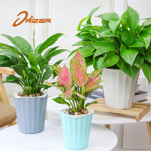 Nueva llegada del producto proporcionar muestra gratis cuarto barato <span class=keywords><strong>planta</strong></span> con decoración interior y exterior - Product Image 3