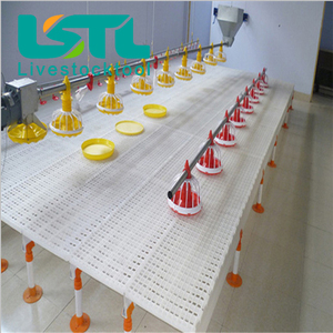 Línea de alimentación de aves de corral, sistema automático de alimentación y bebedero para <span class=keywords><strong>pollos</strong></span> - Product Image 6