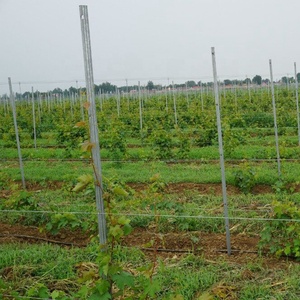 เหล็กองุ่นองุ่น/เหล็ก <span class=keywords><strong>Vineyard</strong></span> Stake/<span class=keywords><strong>Vineyard</strong></span> Postes ที่ดีที่สุดคุณภาพ - Product Image 6