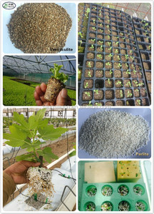 Medio de Cultivo de <span class=keywords><strong>Perlita</strong></span> Expandida <span class=keywords><strong>y</strong></span> <span class=keywords><strong>Vermiculita</strong></span> para Viveros de Orquídeas - Product Image 4