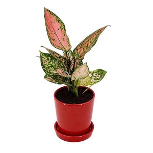 Barato 4 pulgadas blanco pequeño redondo planta <span class=keywords><strong>de</strong></span> cerámica Mini suculentas <span class=keywords><strong>macetas</strong></span> Juego <span class=keywords><strong>de</strong></span> platillos decoración <span class=keywords><strong>de</strong></span> <span class=keywords><strong>Navidad</strong></span> maceta <span class=keywords><strong>de</strong></span> cerámica roja - Product Image 1