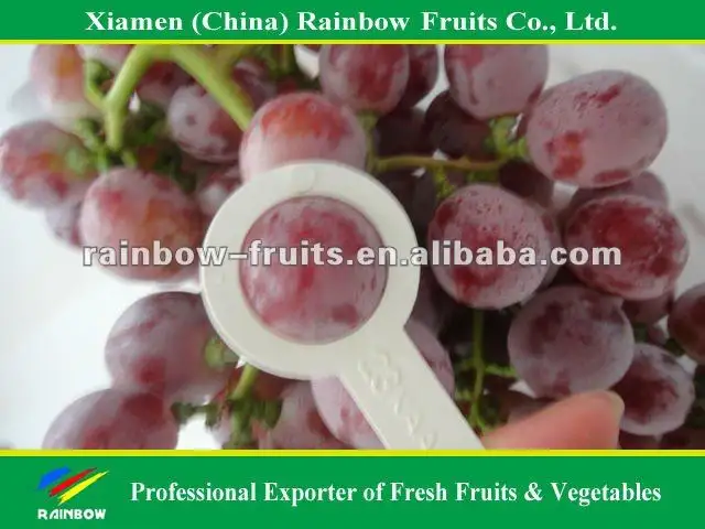 Nasik druiven uit Yunnan & Xinjiang gebied Red globe druif verse fruit Rode druif uit China import export bedrijven pune