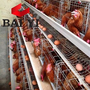 Plumas de cría de aves de corral <span class=keywords><strong>jaulas</strong></span> de pollo <span class=keywords><strong>caseras</strong></span> - Product Image 2