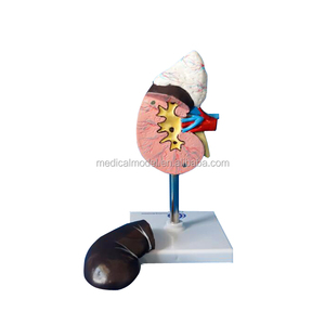 Artificial de plástico de riñón anatómico modelo - Product Image 1