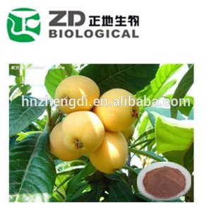 Las rosáceas eriobotrya japonica( thunb.) <span class=keywords><strong>lindl</strong></span>. Hoja de extracto seco - Product Image 1