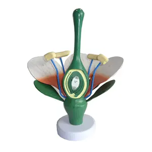 Gelsonlab HSBM-339S de alta calidad Dicot flor modelo de plástico Dicot flor modelo anatómico Dicot flor modelo