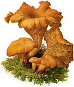 Gmp & kosher naturales <span class=keywords><strong>cantharellus</strong></span> <span class=keywords><strong>cibarius</strong></span> extracto - Product Image 2