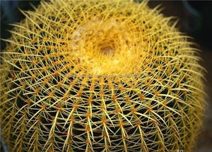 De China Al Por Mayor Grande De Plástico <span class=keywords><strong>bonsai</strong></span> Planta de Cactus, Artificial Planta de Cactus, falsos Plantas de Cactus - Product Image 4