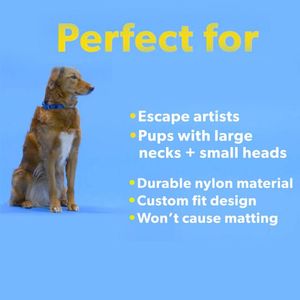 Kingtale Accessoires <span class=keywords><strong>pour</strong></span> animaux de compagnie Collier de martingale réglable <span class=keywords><strong>en</strong></span> nylon <span class=keywords><strong>pour</strong></span> <span class=keywords><strong>chien</strong></span> Accessoires <span class=keywords><strong>pour</strong></span> <span class=keywords><strong>chien</strong></span> <span class=keywords><strong>en</strong></span> corde de nylon solide <span class=keywords><strong>Laisse</strong></span> <span class=keywords><strong>pour</strong></span> <span class=keywords><strong>chien</strong></span> durable - Product Image 6
