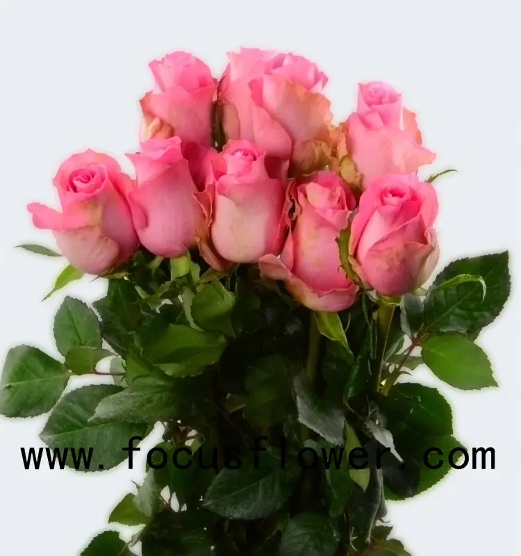 Vente chaude fleurs coupées fraîches colombie coupées fraîches rose réveil avec 20 tiges/faisceau de yunnan